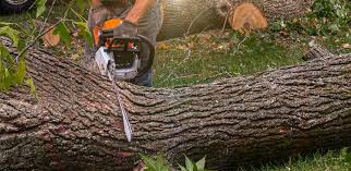 Professional Tree Care  in Scottdale, PA